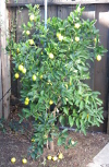 A Key lime tree